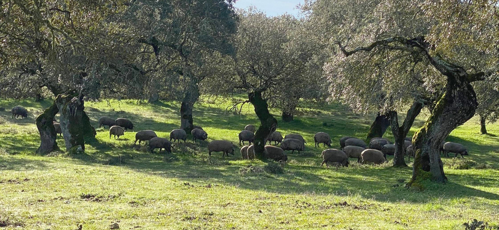 Cerdo negro ibérico